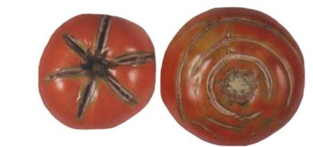 Tomato Radial and Concentric Cracking